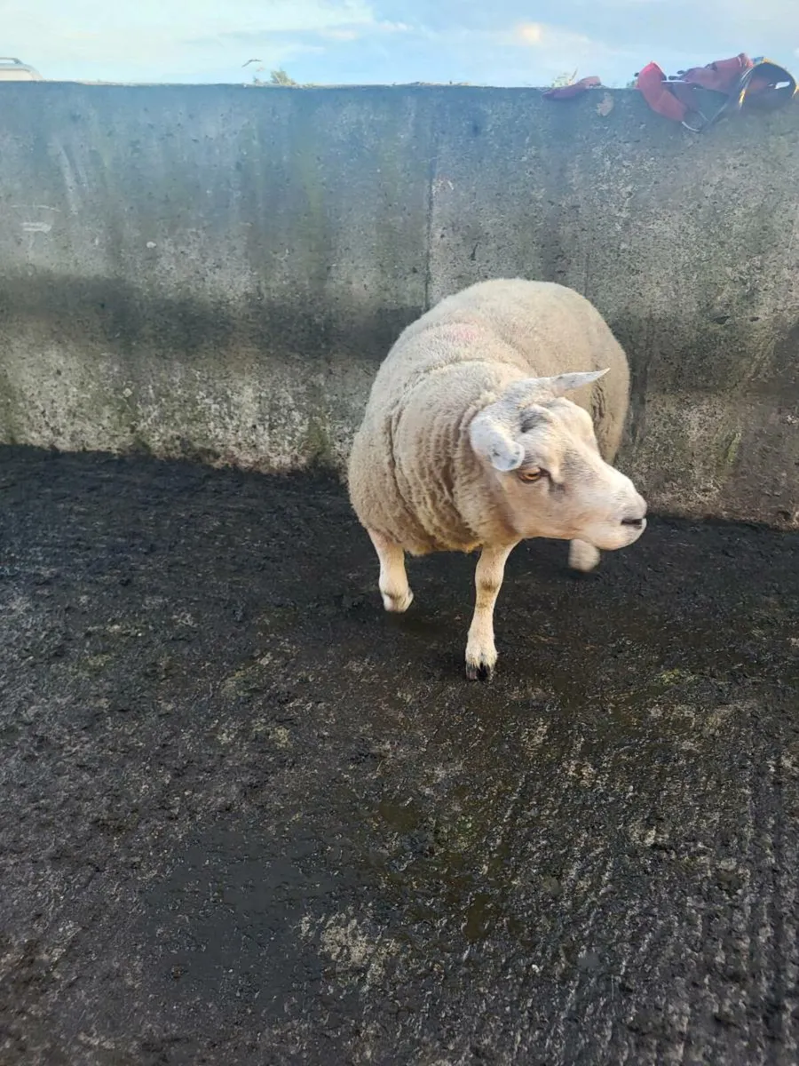 Ram - Image 3