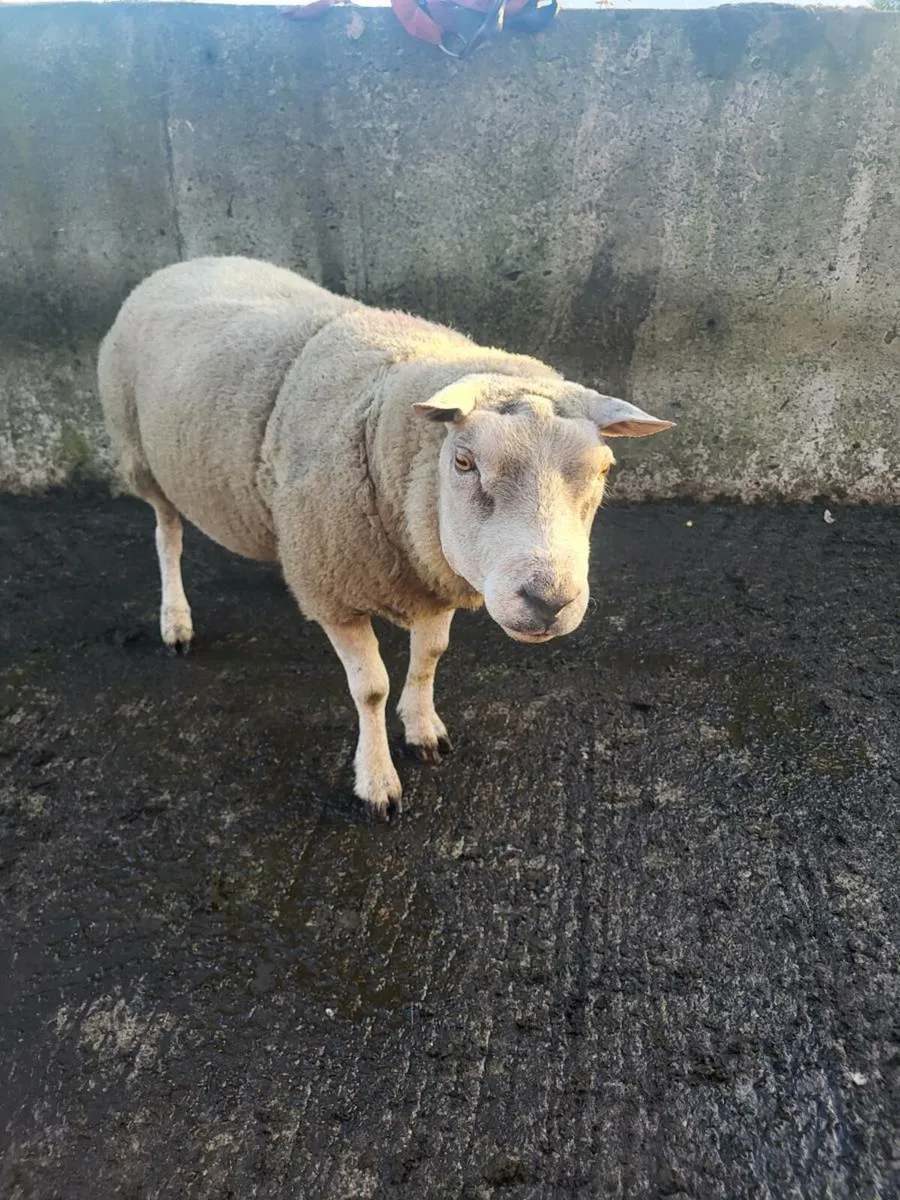 Ram - Image 1