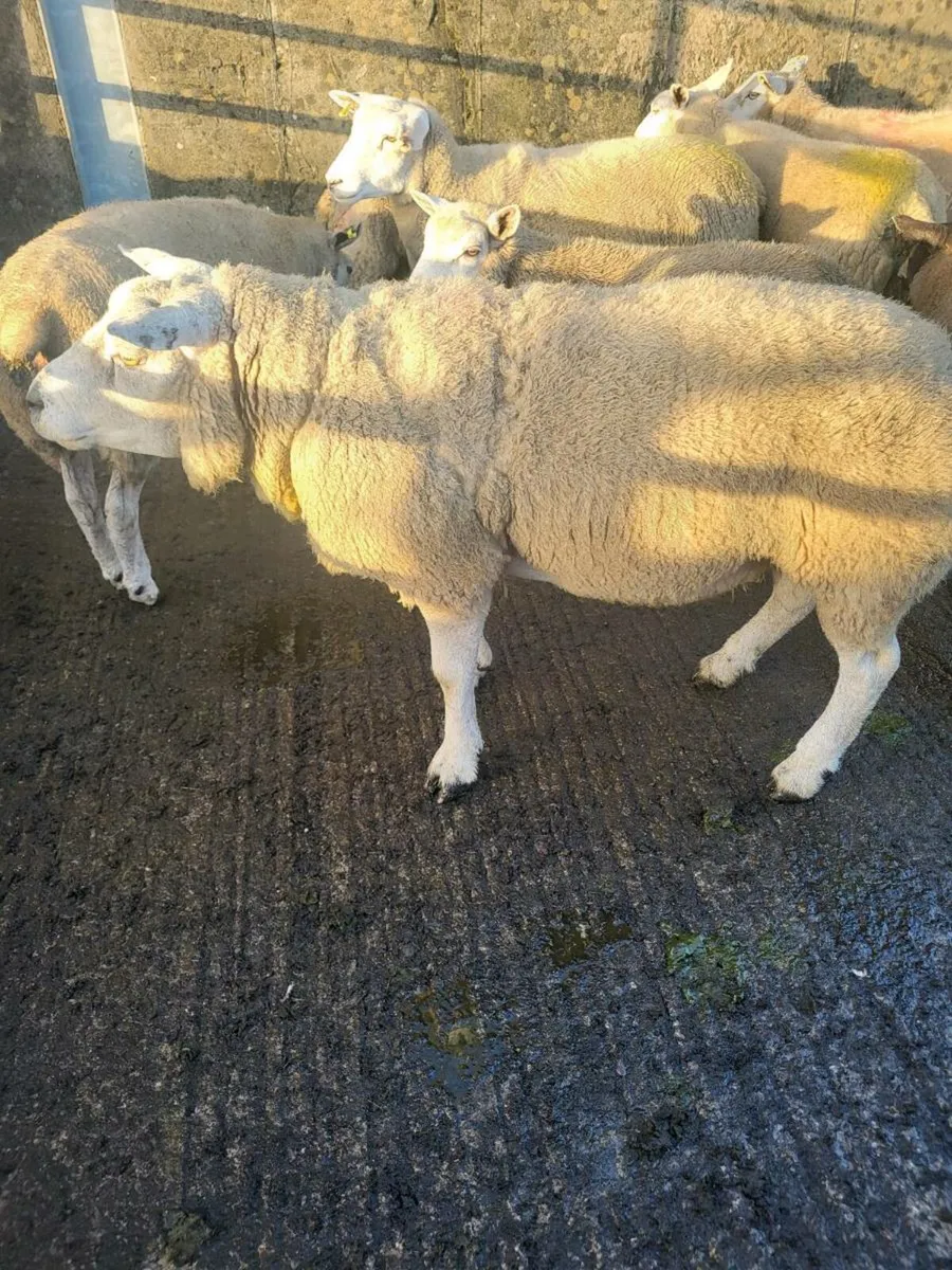 Ram - Image 4