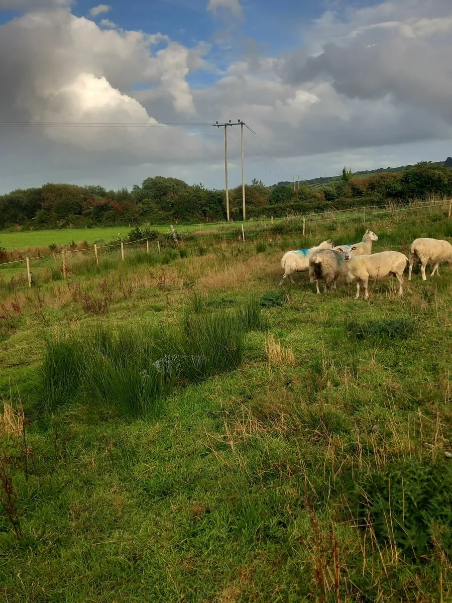 1 ewe and 4 lambs for sale - Image 2