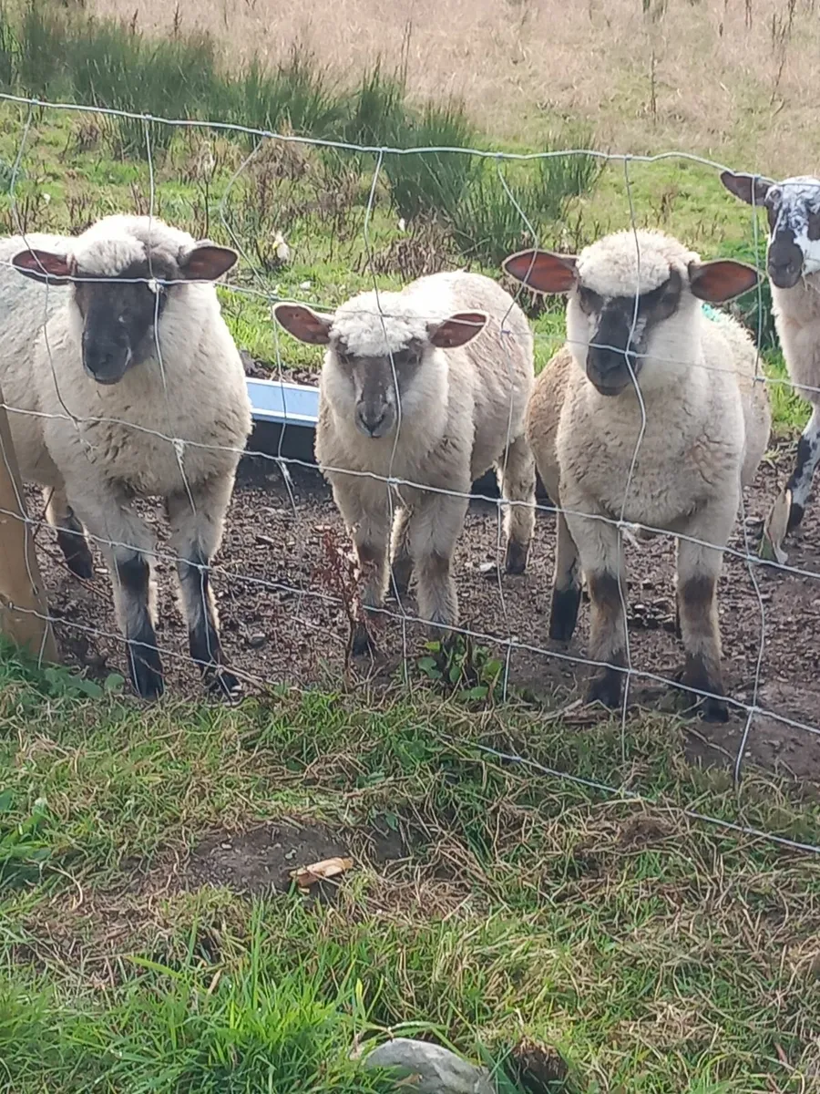 1 ewe and 4 lambs for sale - Image 3