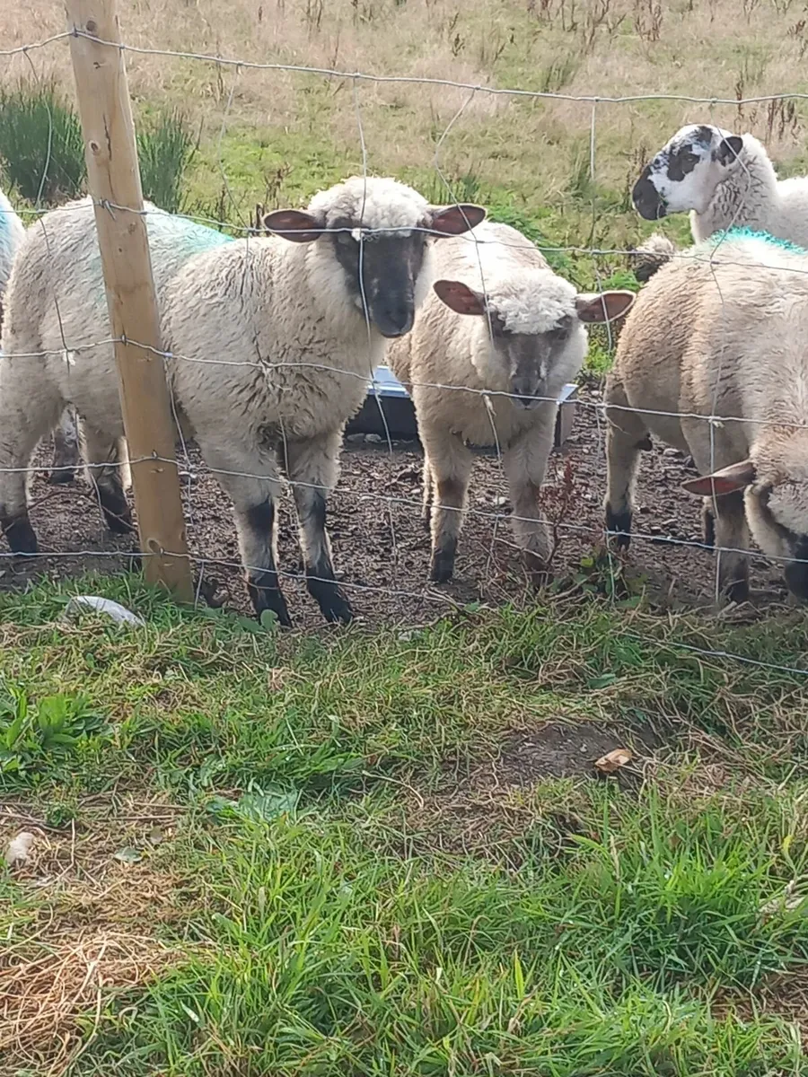 1 ewe and 4 lambs for sale - Image 4