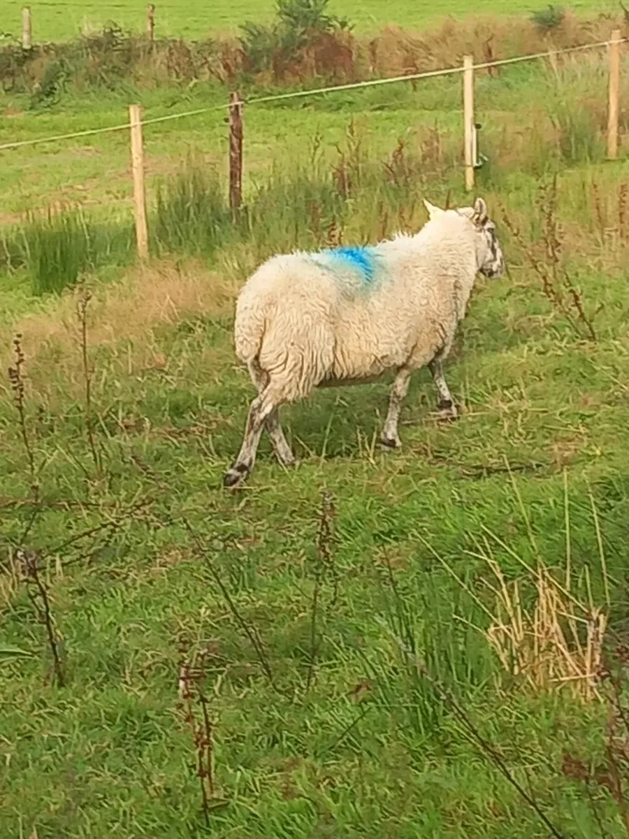 1 ewe and 4 lambs for sale - Image 1