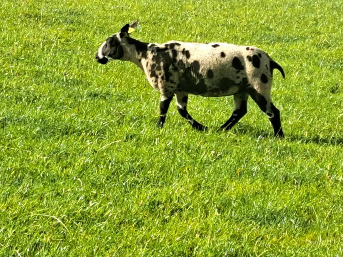 Pedigree Dutch Spotted Ewe Lambs - Image 4