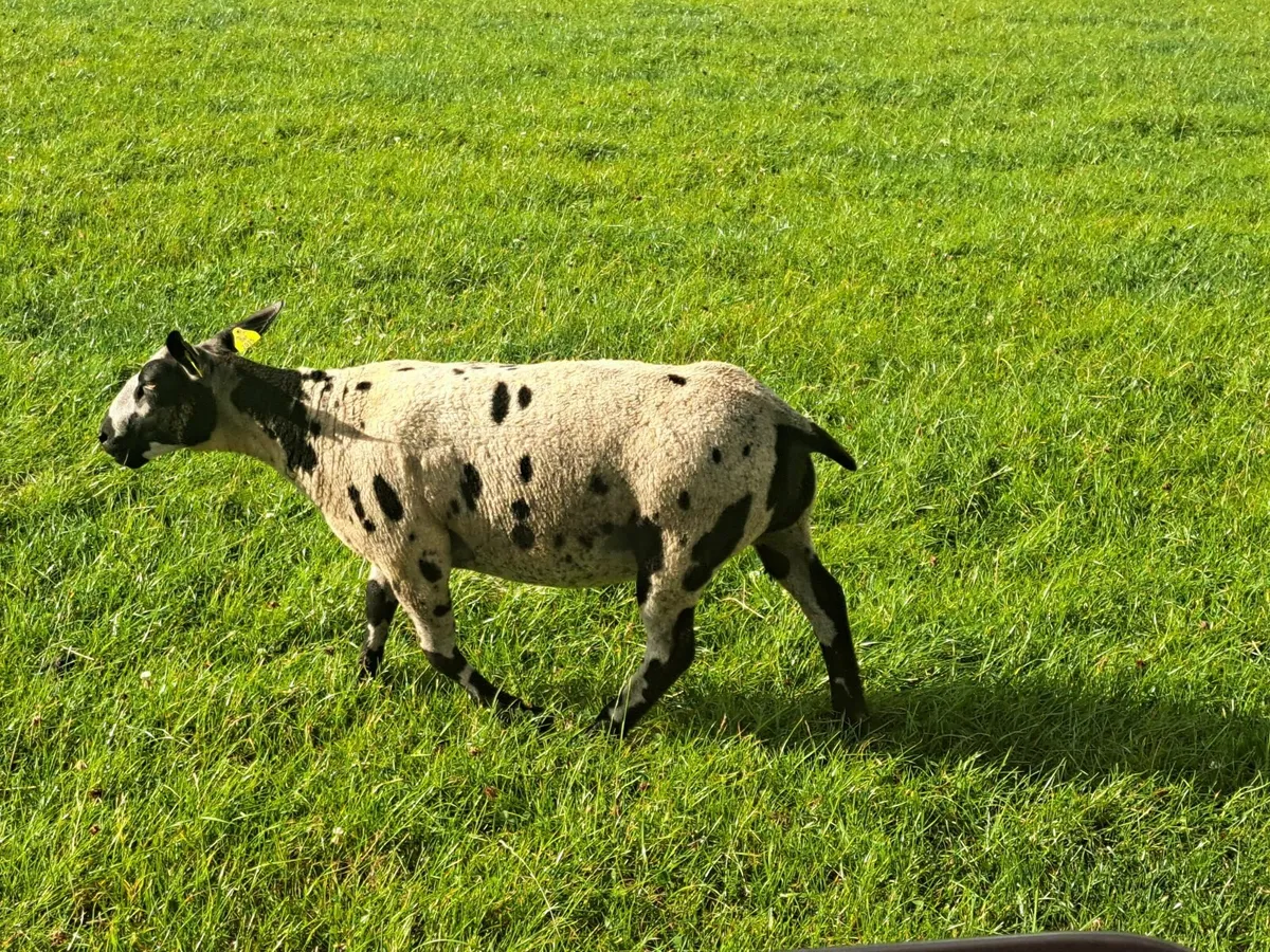Pedigree Dutch Spotted Ewe Lambs - Image 2