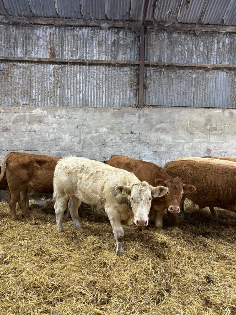 Lim and Charolais bullocks - Image 2