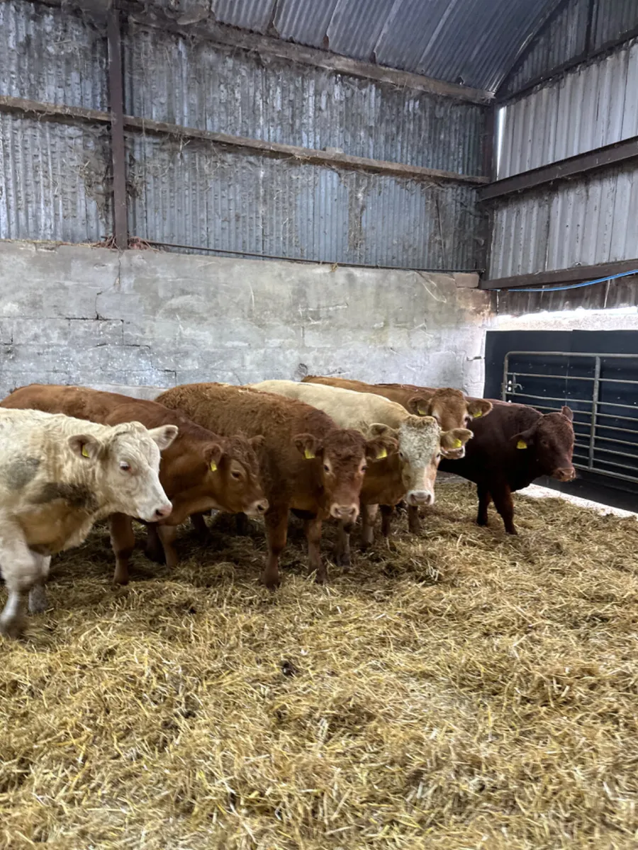 Lim and Charolais bullocks - Image 4