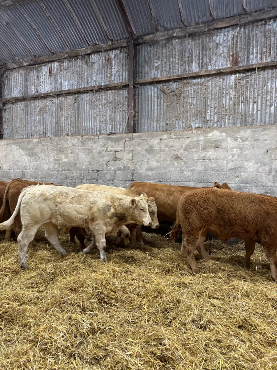 Lim and Charolais bullocks - Image 1