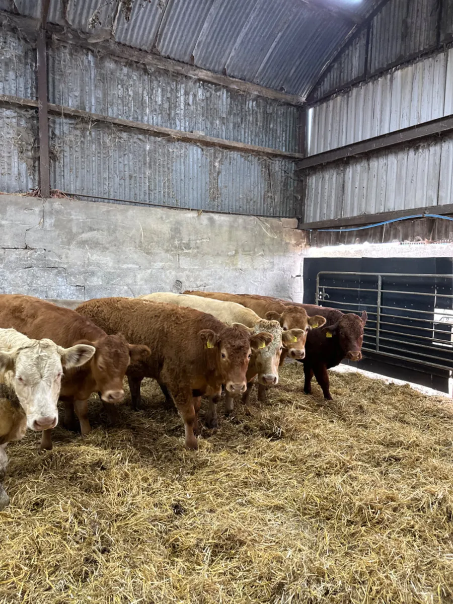Lim and Charolais bullocks - Image 3