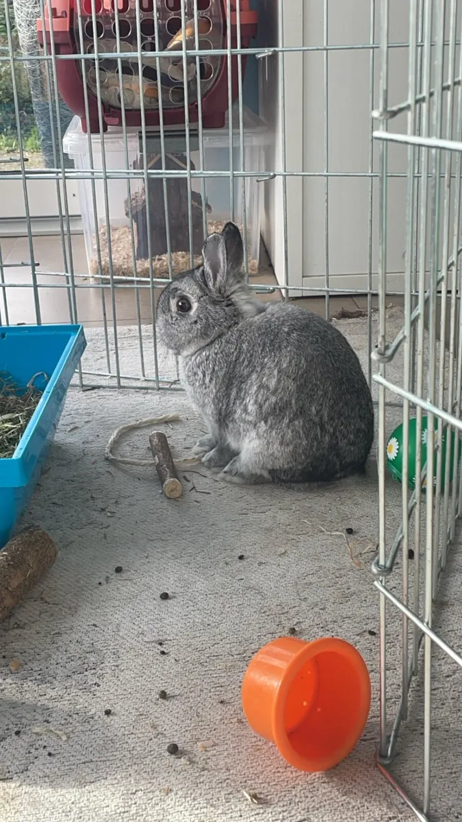 netherland dwarf rabbit - Image 1