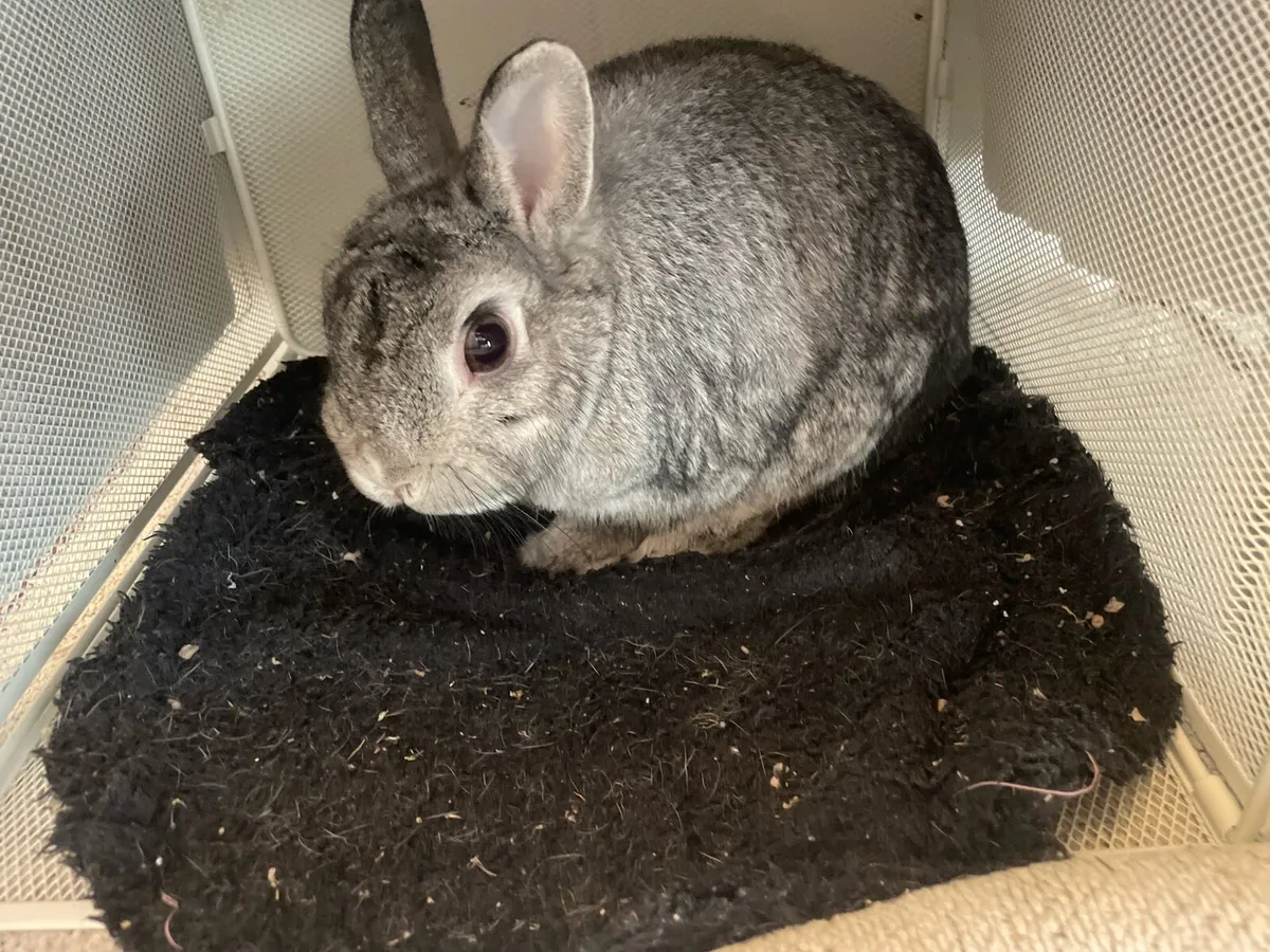 netherland dwarf rabbit - Image 2
