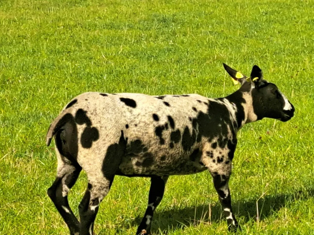 Pedigree Dutch Spotted Ewe Lambs - Image 1