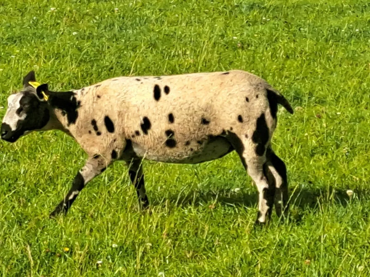 Pedigree Dutch Spotted Ewe Lambs - Image 3