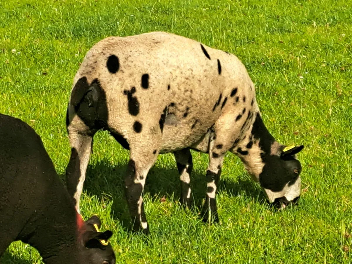 Pedigree Dutch Spotted Ewe Lambs - Image 4