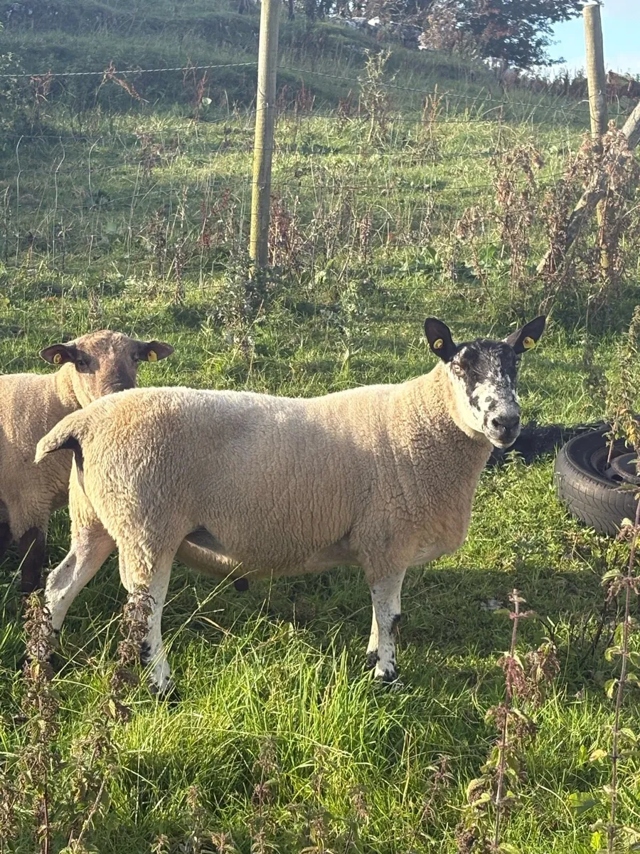 Milford Ram - Image 1