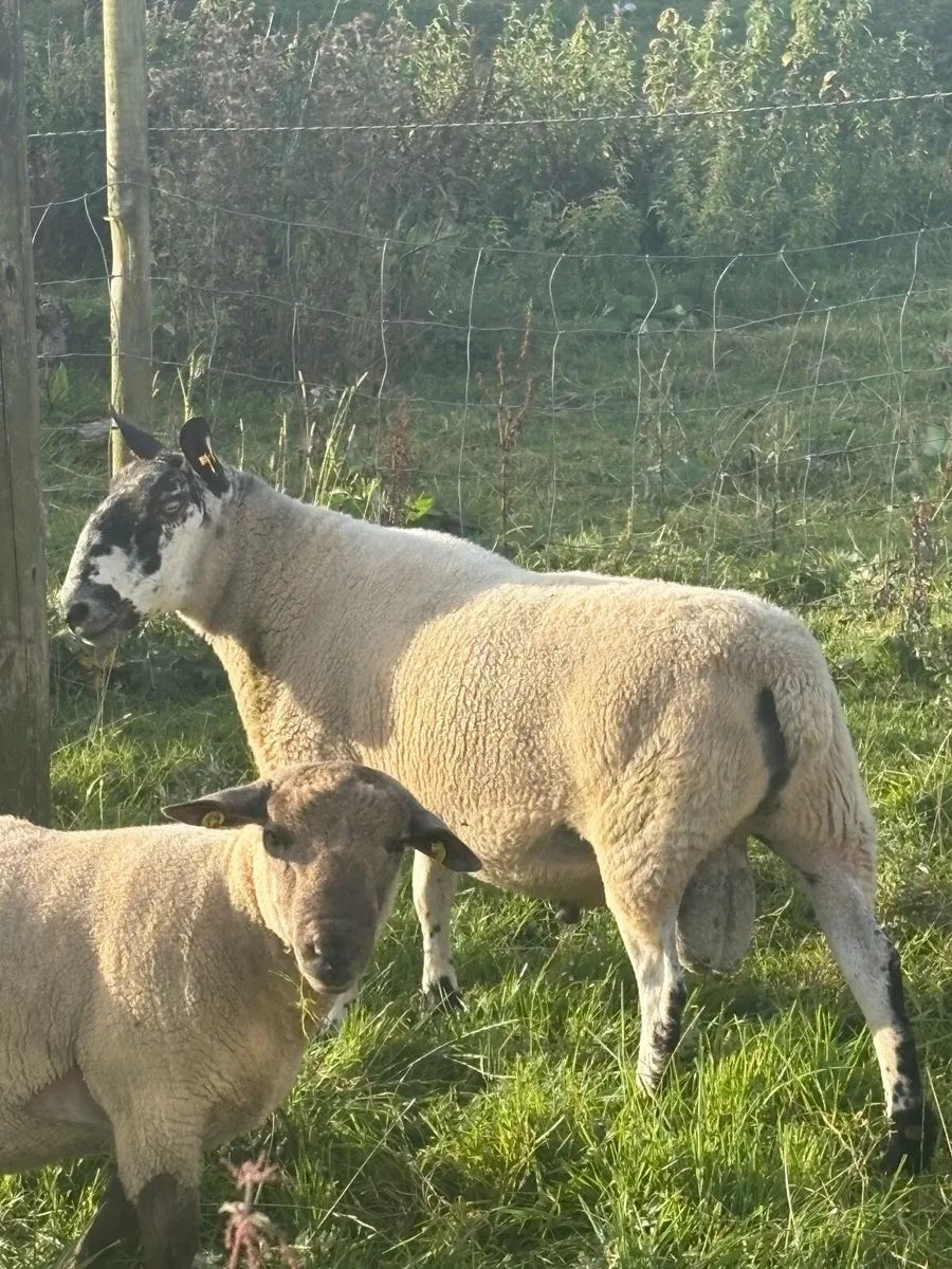 Milford Ram - Image 2
