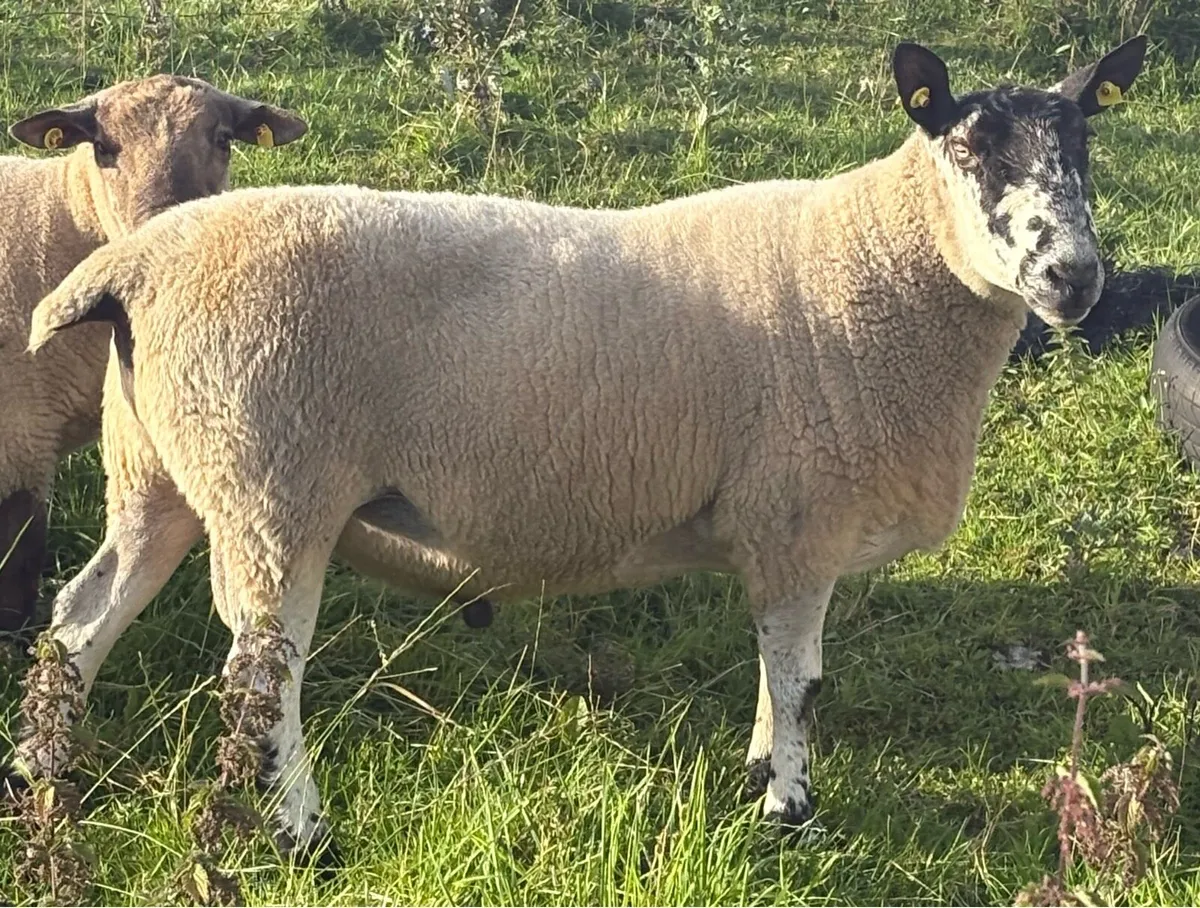 Milford Ram - Image 3