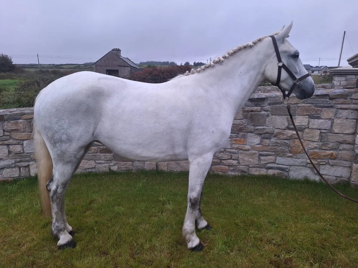 15.3 hd Connemara mare - Image 1