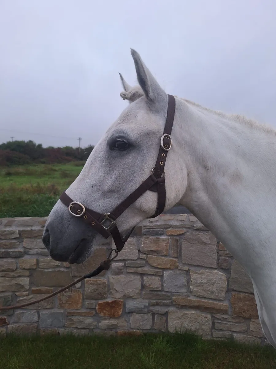 15.3 hd Connemara mare - Image 3