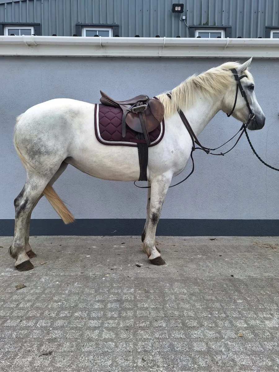 15.3 hd Connemara mare - Image 4