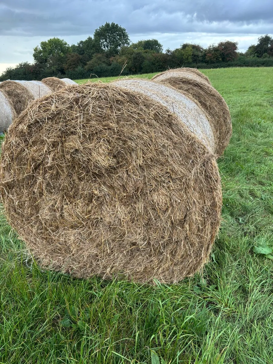 Rushes for bedding - Image 2