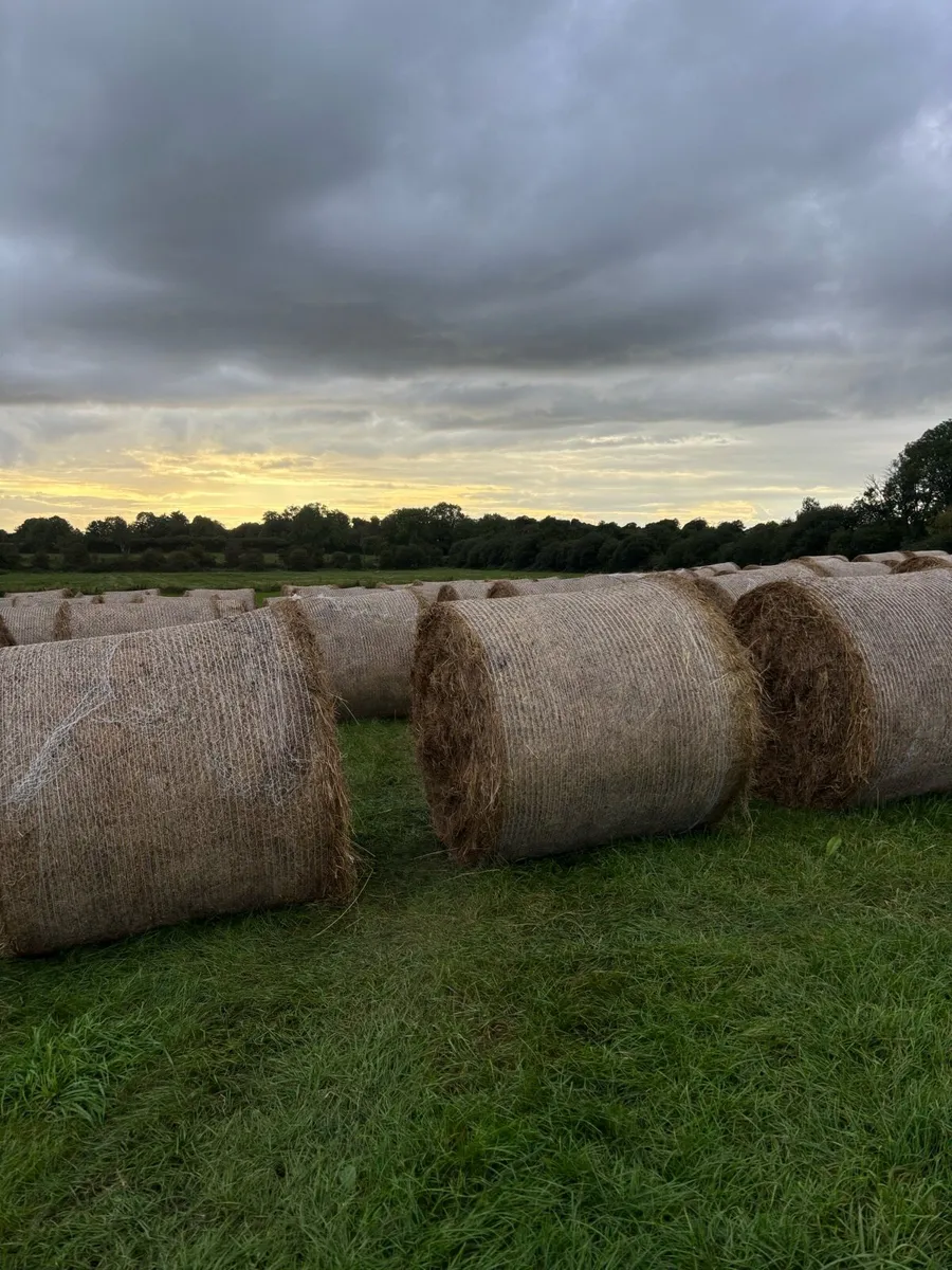 Rushes for bedding - Image 3
