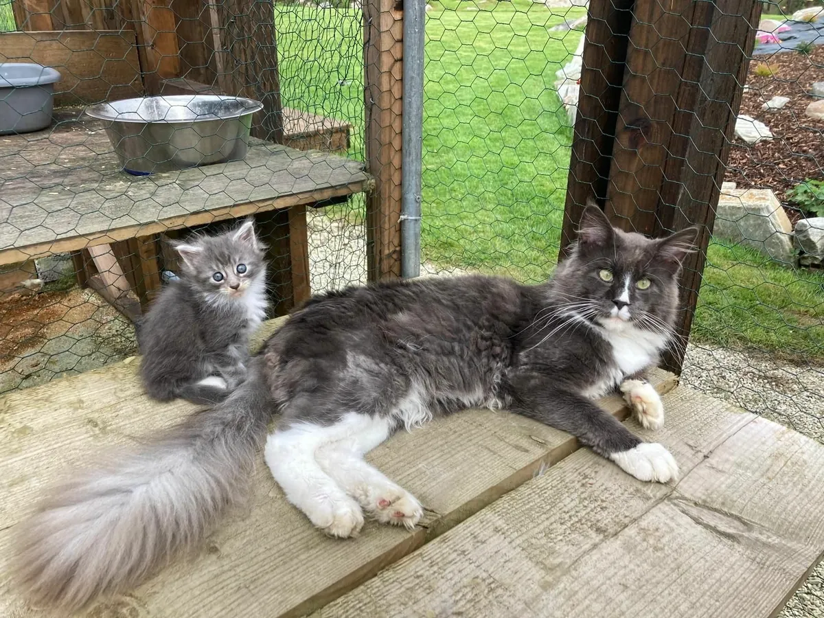 maine coon kittens - Image 2