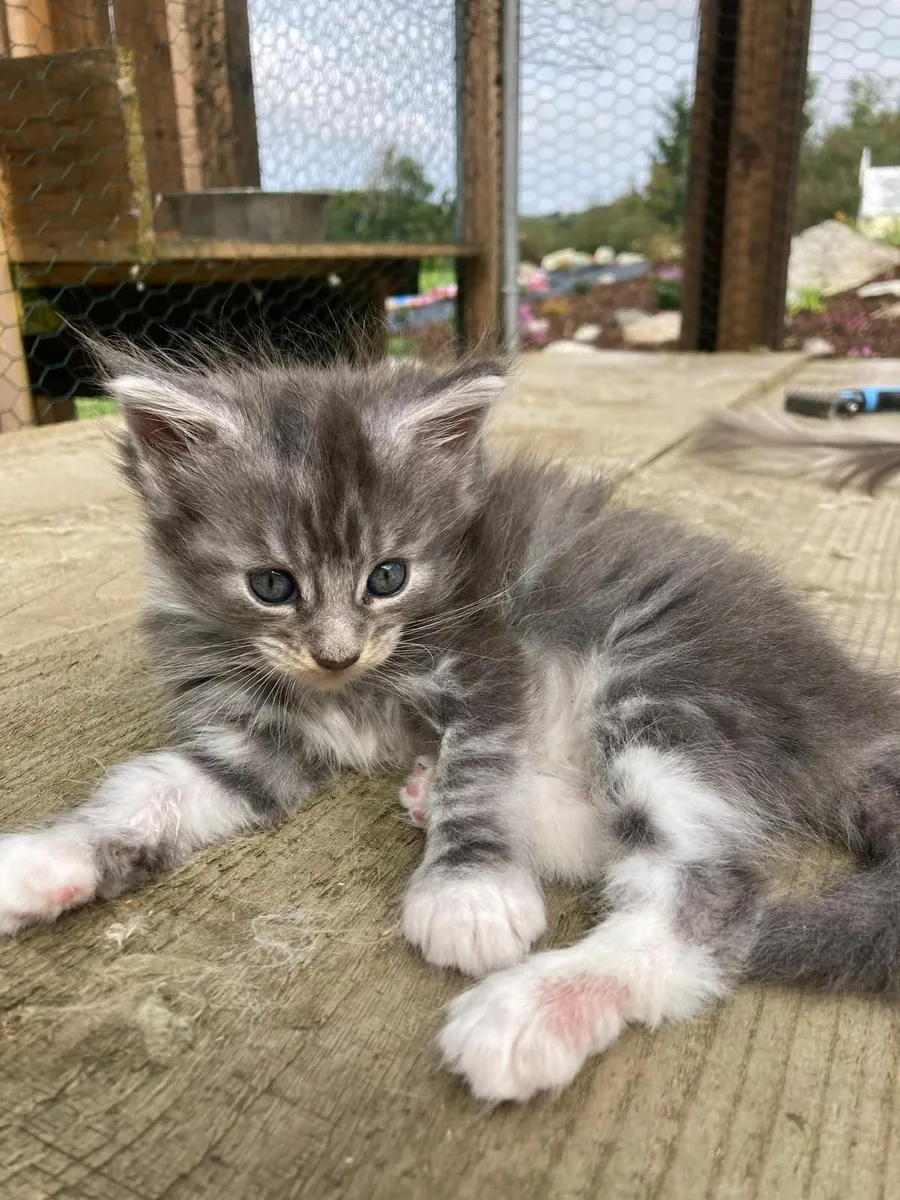 maine coon kittens - Image 3