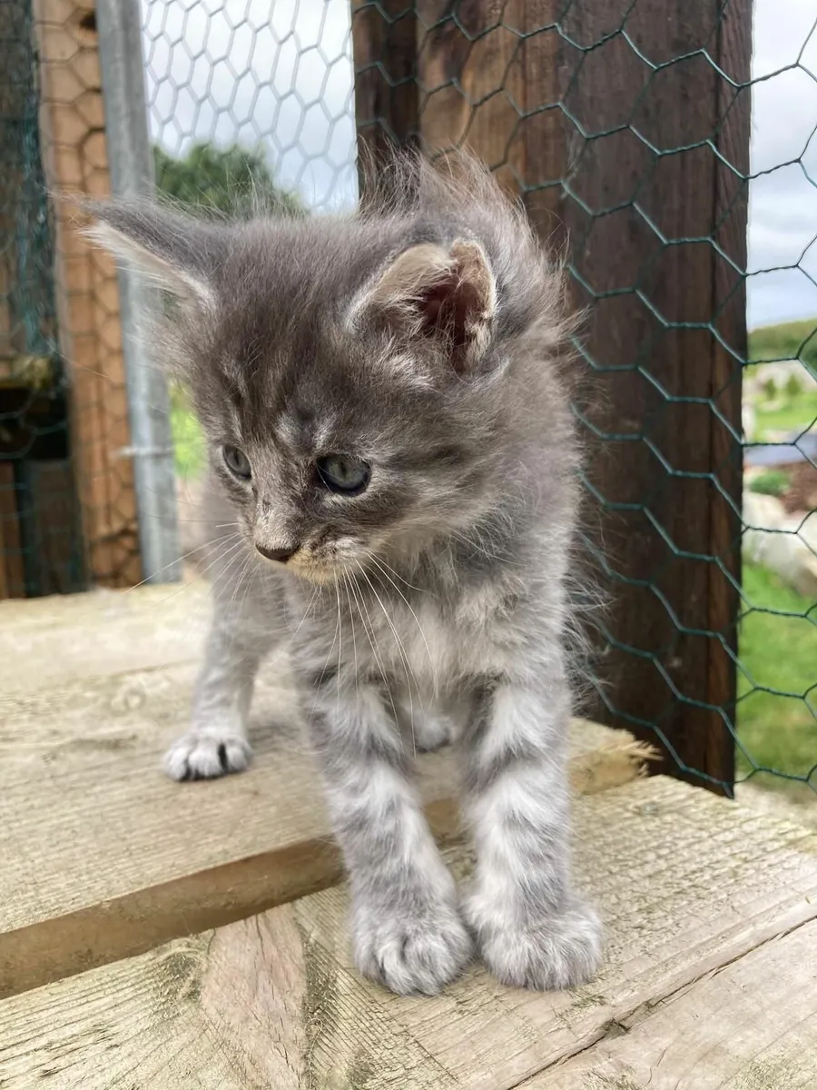 maine coon kittens - Image 4