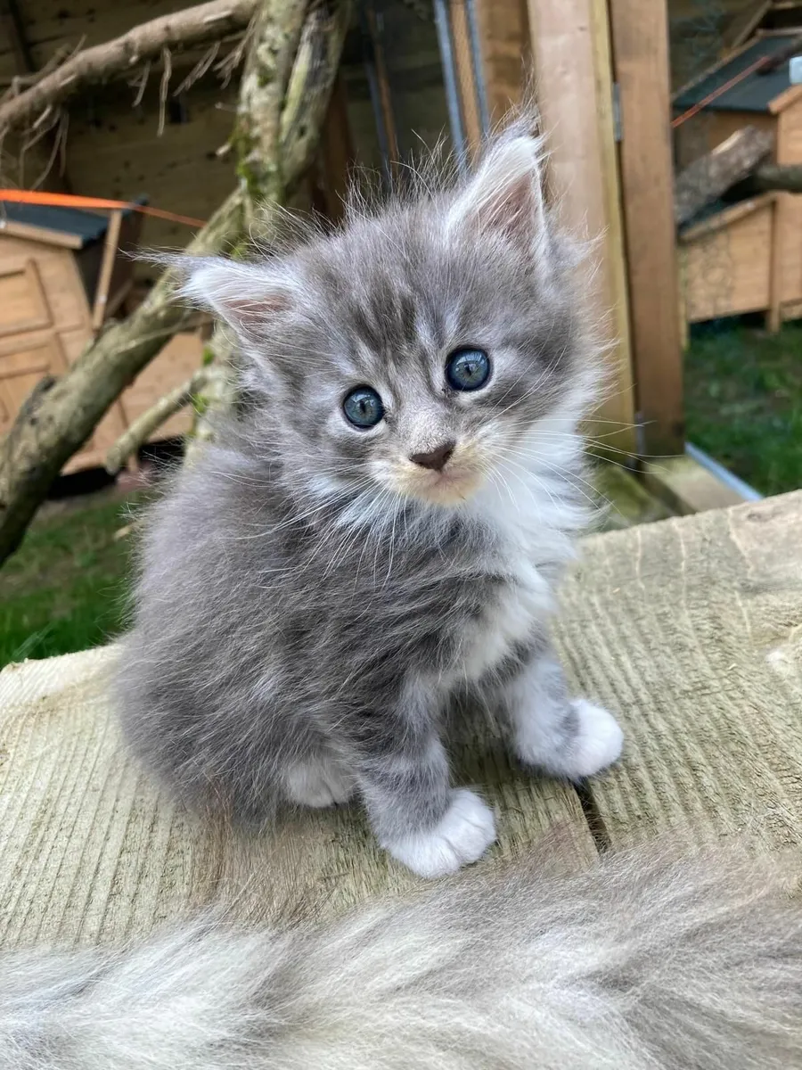 maine coon kittens - Image 1