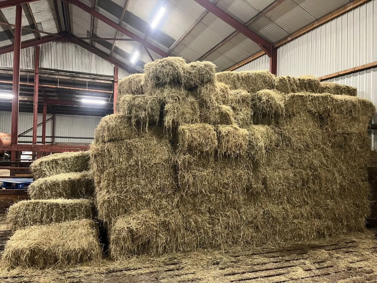 Hay