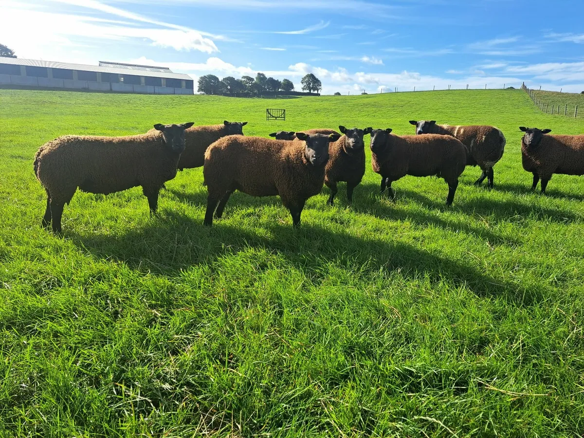 Hogget Rams & Ram Lambs. DSxBlue Texel. - Image 2