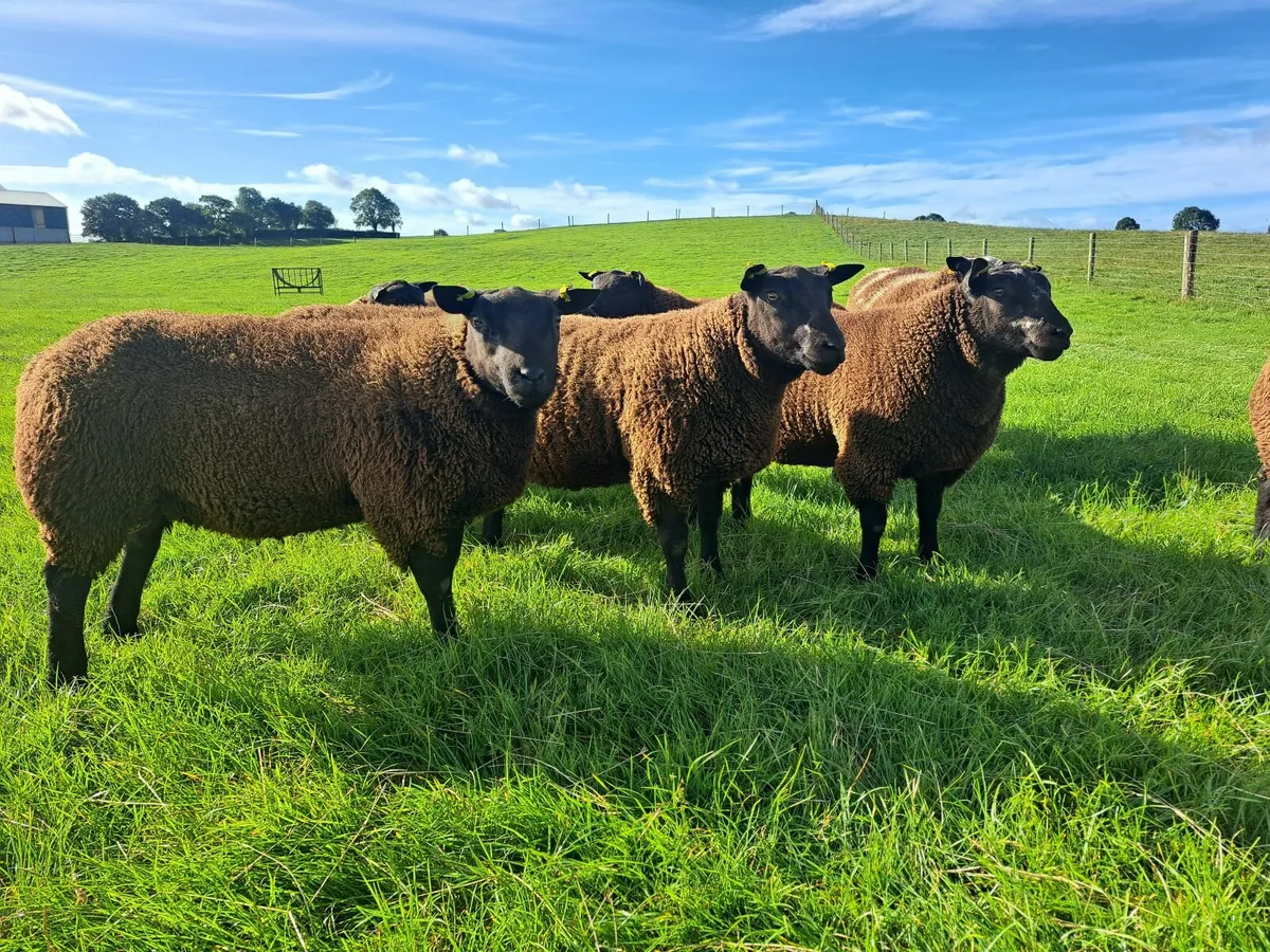 Hogget Rams & Ram Lambs. DSxBlue Texel. - Image 1