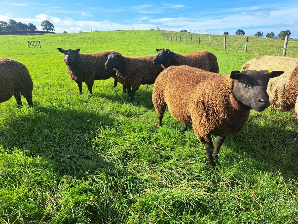 Hogget Rams & Ram Lambs. DSxBlue Texel. - Image 3