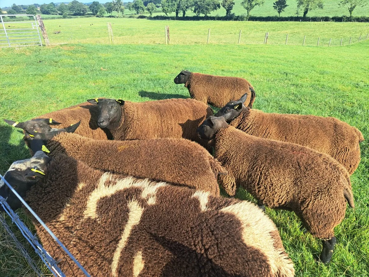 Hogget Rams & Ram Lambs. DSxBlue Texel. - Image 4