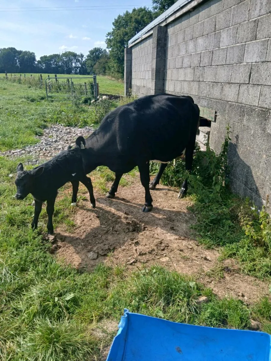 5 AA Star Cow and Calf - Image 1
