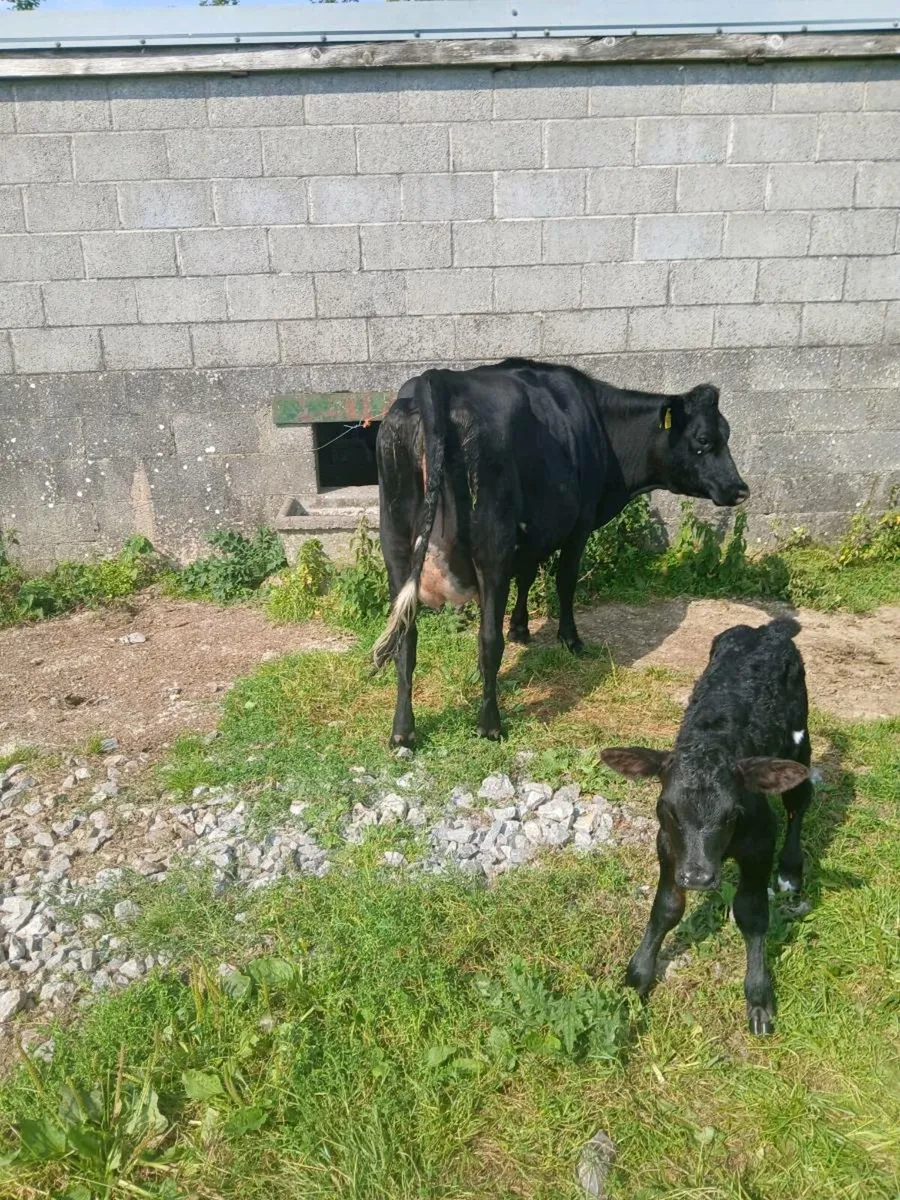 5 AA Star Cow and Calf - Image 2