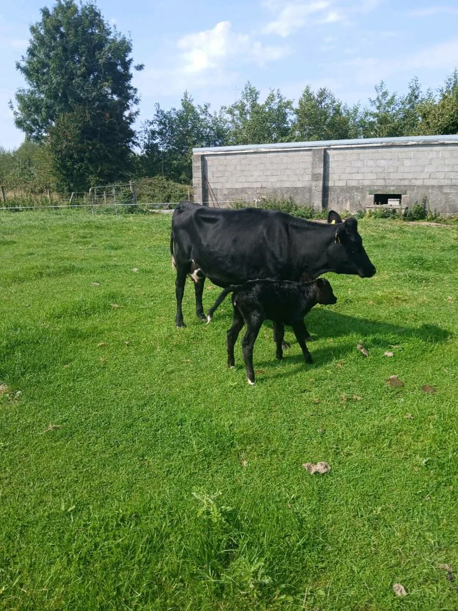 5 AA Star Cow and Calf - Image 3