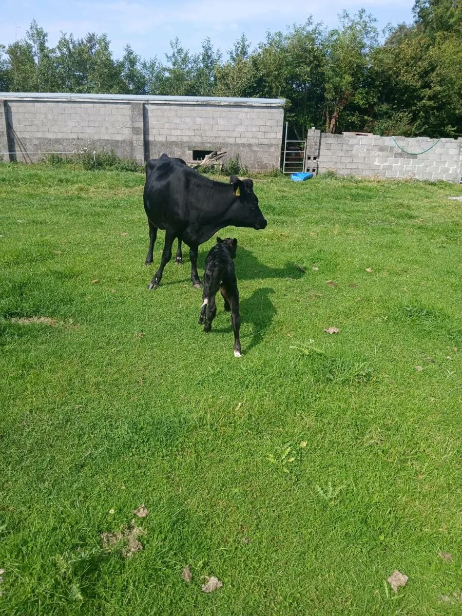 5 AA Star Cow and Calf - Image 4