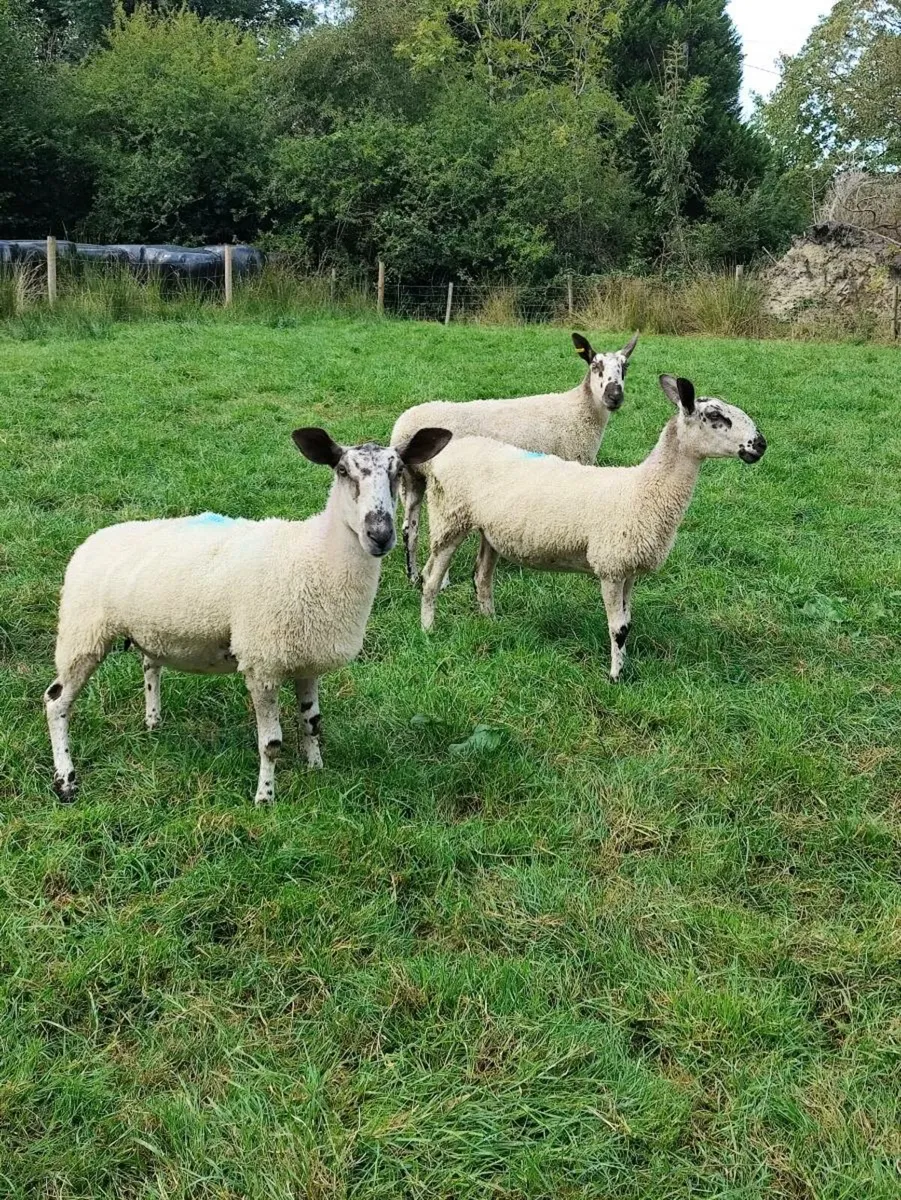 Blue Leicester Hogget Ewes + Rams - Image 1
