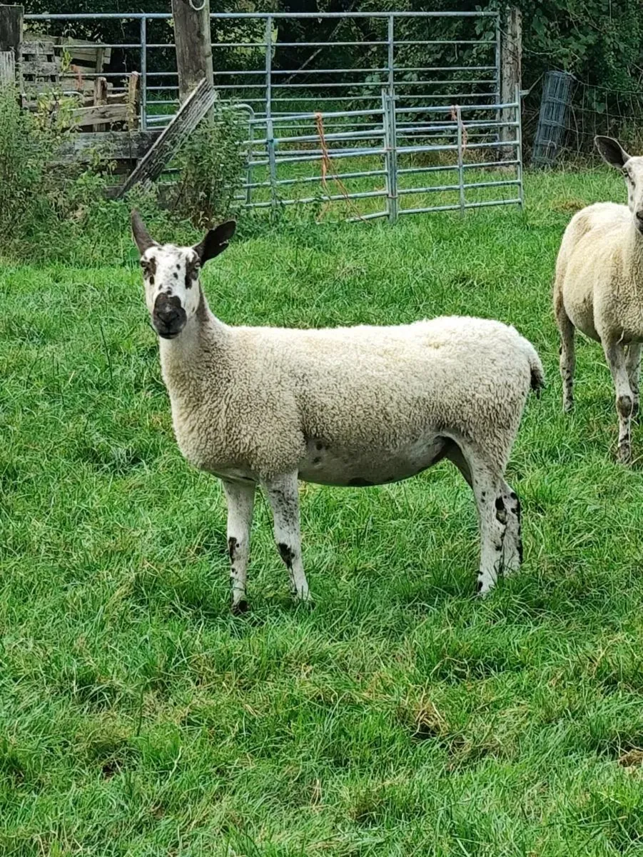 Blue Leicester Hogget Ewes + Rams - Image 2