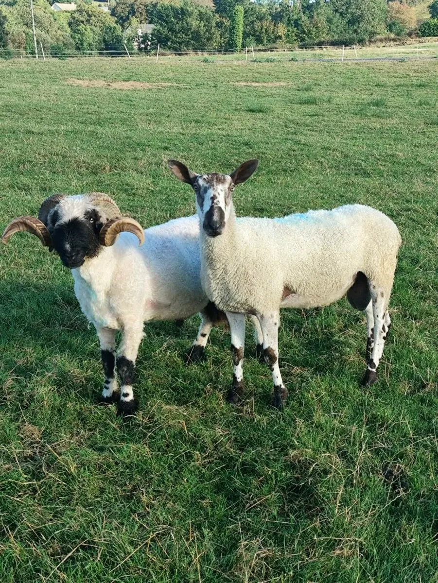 Blue Leicester Hogget Ewes + Rams - Image 4