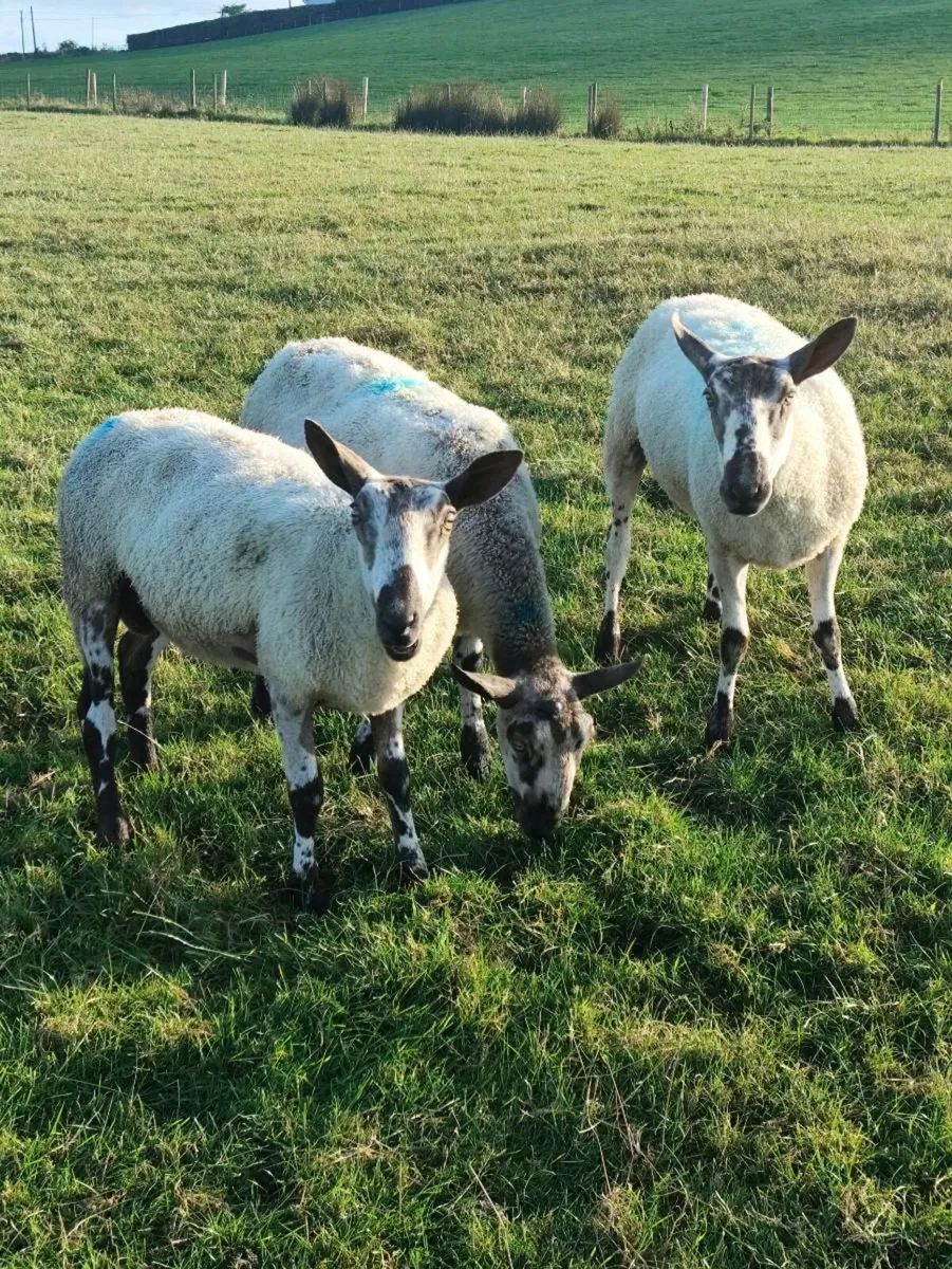 Blue Leicester Hogget Ewes + Rams - Image 4