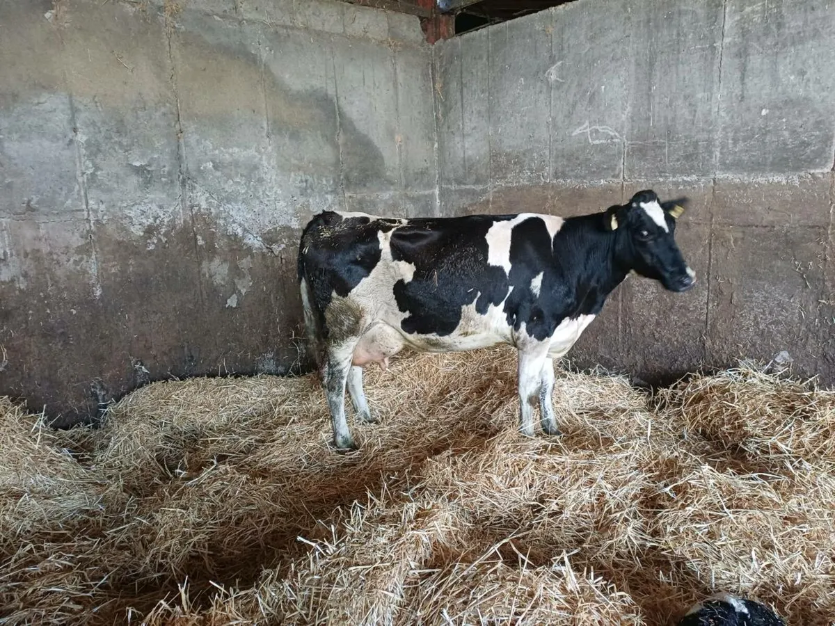 2 freshly calved heifers & 6 incalf - Image 1