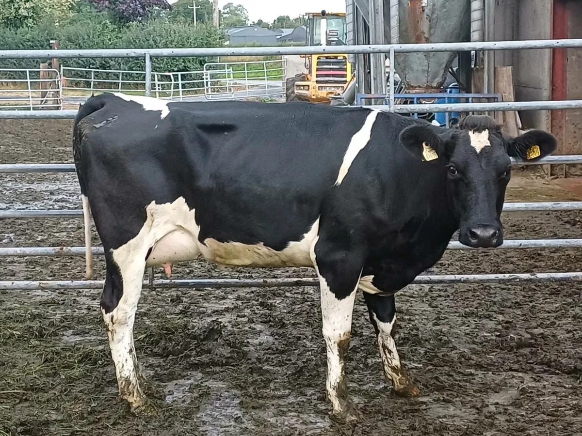 2 freshly calved heifers & 6 incalf - Image 2