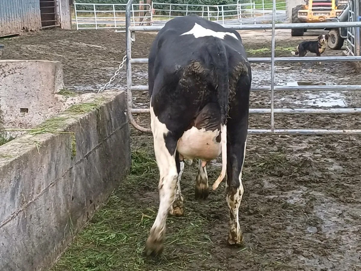2 freshly calved heifers & 6 incalf - Image 3