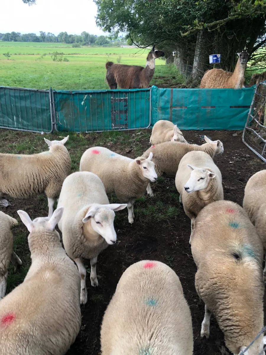 Sheep - Image 1
