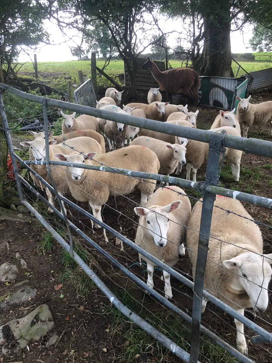 Sheep - Image 2