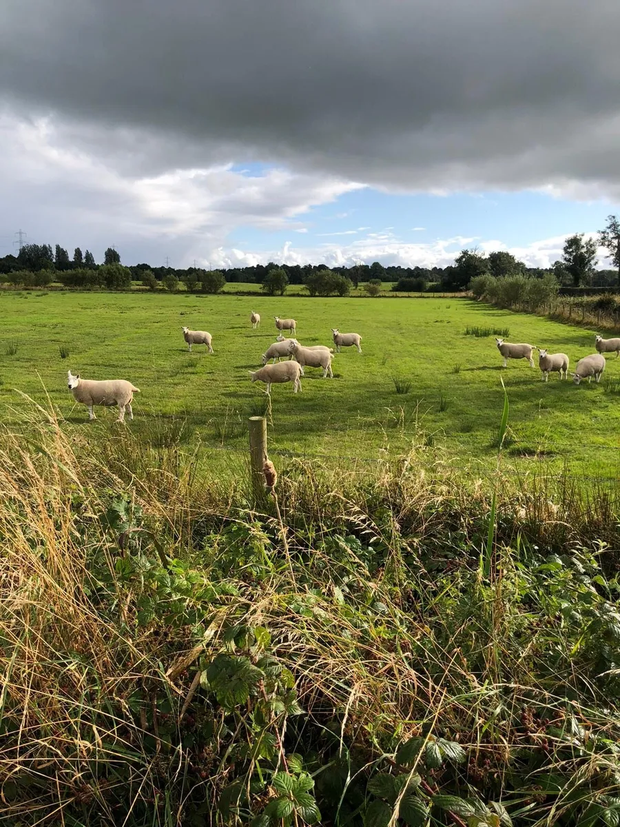 Sheep - Image 2