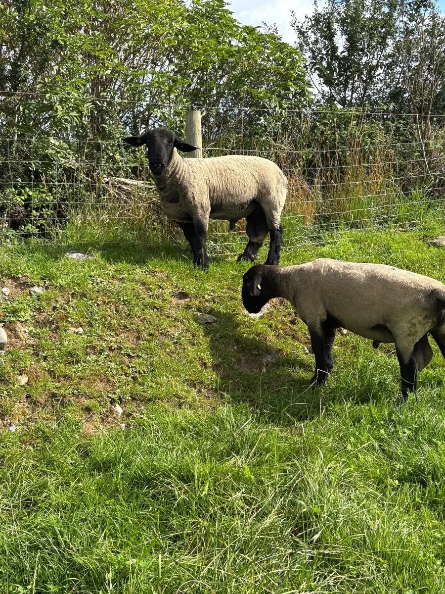 Suffolks rams - Image 3